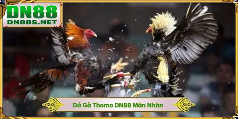 Đá Gà Thomo DN88 - Mãn Nhãn Cùng 100+ Trận Đấu Tại Campuchia