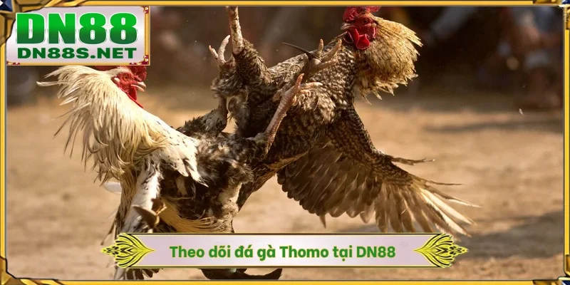 Theo dõi đá gà Thomo tại DN88