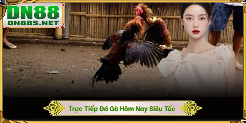 Trực Tiếp Đá Gà Hôm Nay - DN88 Cập Nhật Lịch Đấu Siêu Tốc 1S