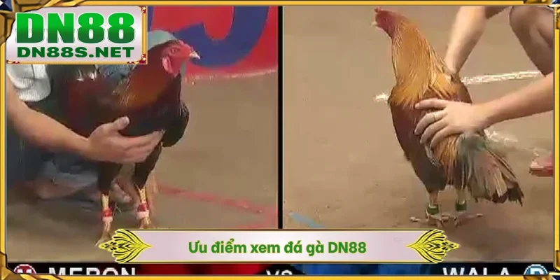 Ưu điểm xem đá gà DN88